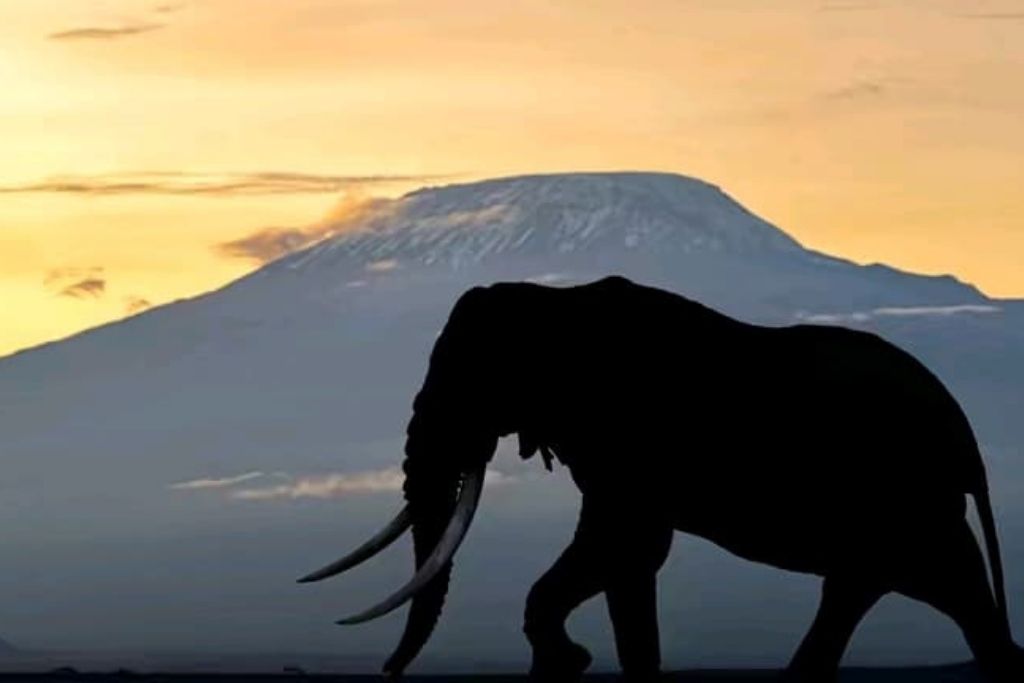 Amboseli