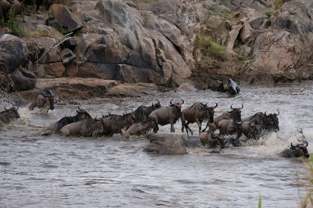 Great Migration