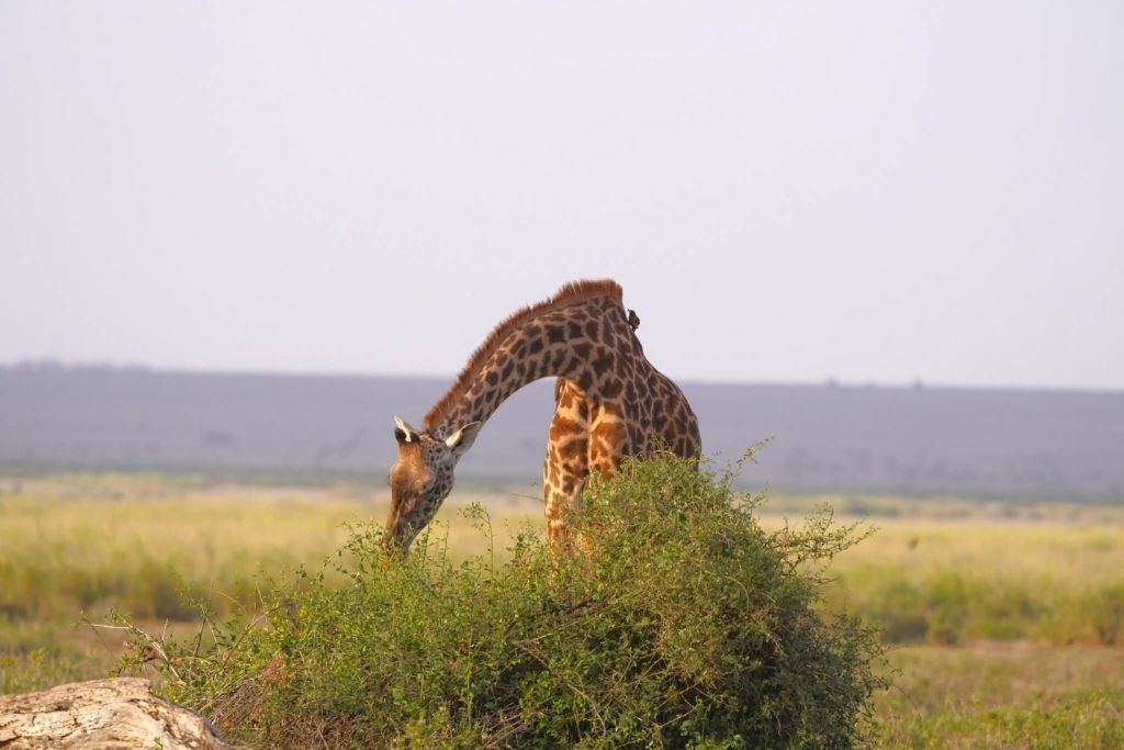 Walking Safari